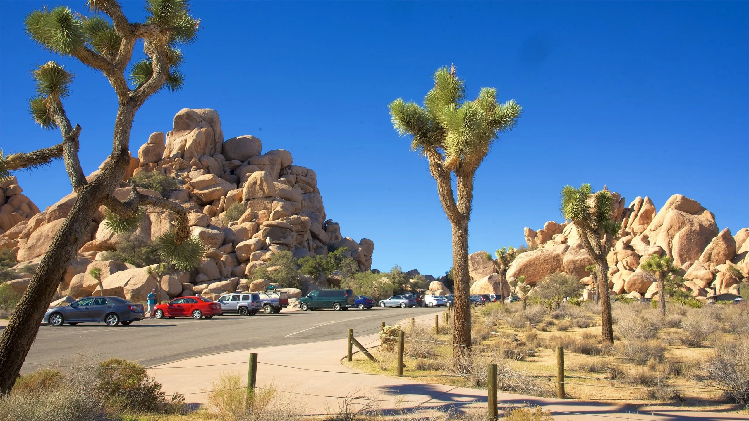 Joshua Tree National Park at sunset